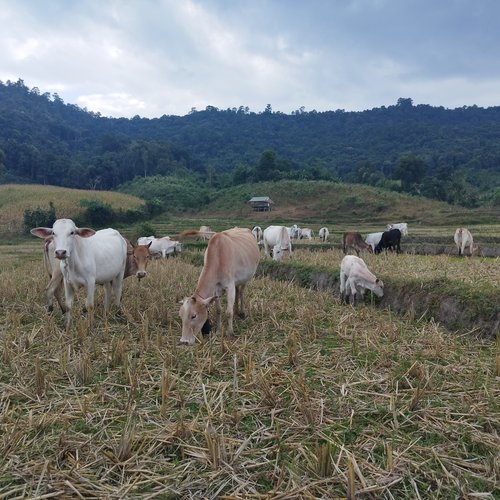 Souvenir du voyage de Yannick, Thaïlande