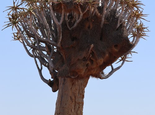 Souvenir du voyage de Laurent, Namibie