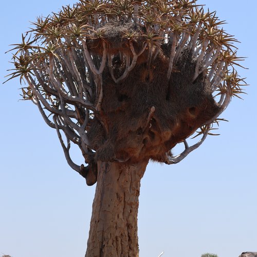 Souvenir du voyage de Laurent, Namibie