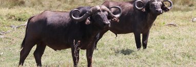 Souvenir du voyage de Jean Henri, Tanzanie