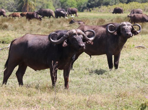 Souvenir du voyage de Jean Henri, Tanzanie