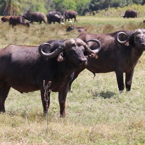 Souvenir du voyage de Jean Henri, Tanzanie