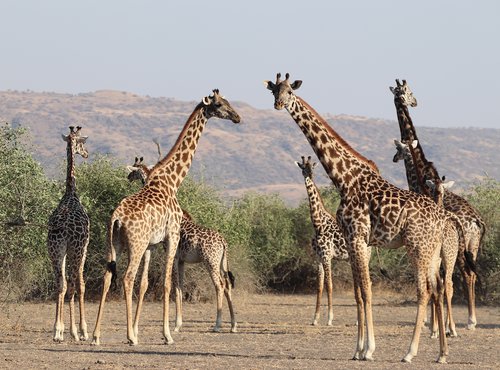 Souvenir du voyage de Jean Henri, Tanzanie