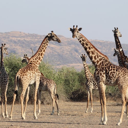 Souvenir du voyage de Jean Henri, Tanzanie