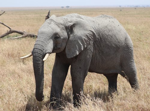 Souvenir du voyage de Jean Henri, Tanzanie