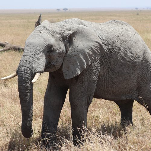 Souvenir du voyage de Jean Henri, Tanzanie