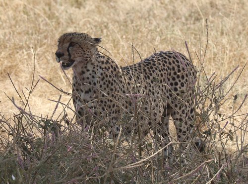 Souvenir du voyage de Jean Henri, Tanzanie