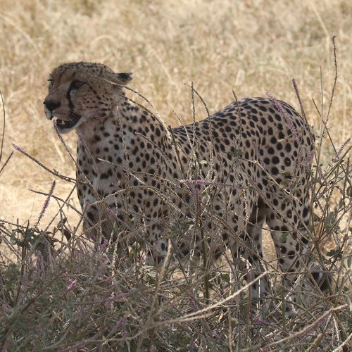 Souvenir du voyage de Jean Henri, Tanzanie