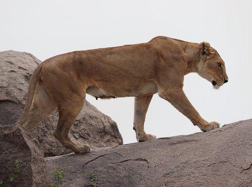 Souvenir du voyage de Jean Henri, Tanzanie