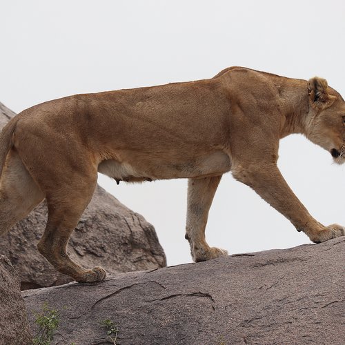 Souvenir du voyage de Jean Henri, Tanzanie