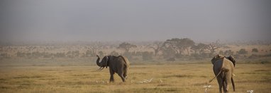 Souvenir du voyage de Antonin, Kenya