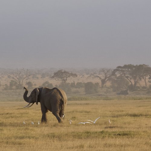 Souvenir du voyage de Antonin, Kenya