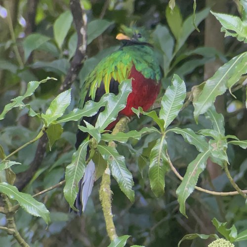 Souvenir du voyage de Maeva, Costa Rica