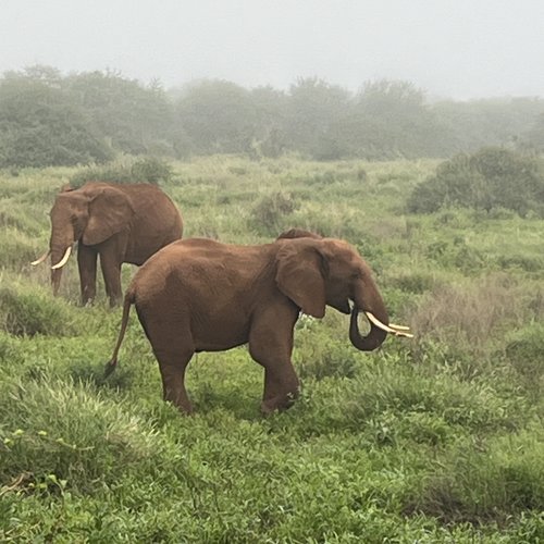 Souvenir du voyage de Claudine, Kenya