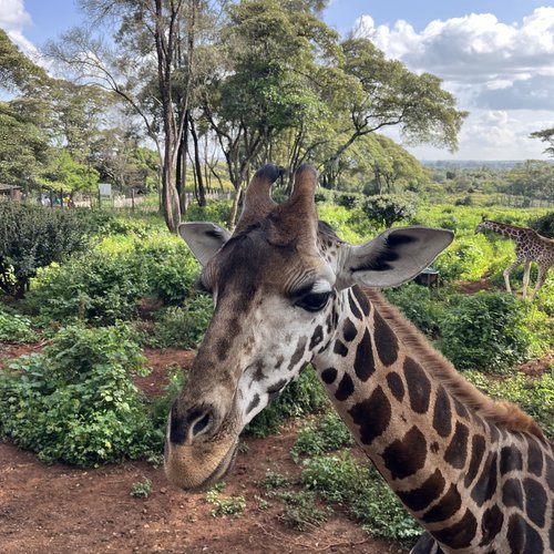 Souvenir du voyage de Claudine, Kenya