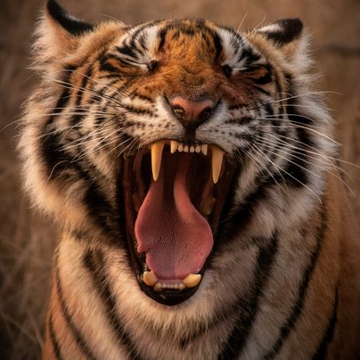 Tigre au Rajasthan en Inde
