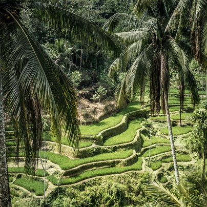 Riziere a Tegallalang en Indonenie