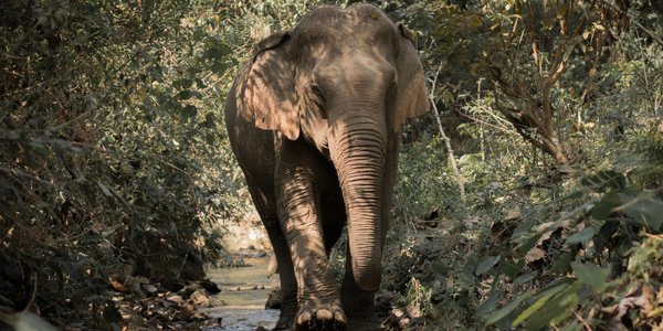 Elephant a Luang Prabang au Laos