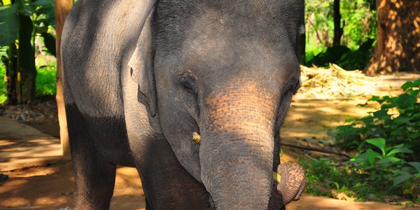 Un elephant a Luang Prabang au Laos