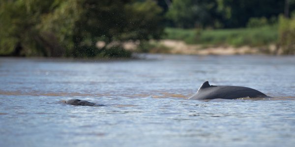 Dauphins dans le Mékong au Laos