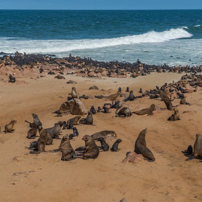 Phoques a Skeleton coast en Namibie
