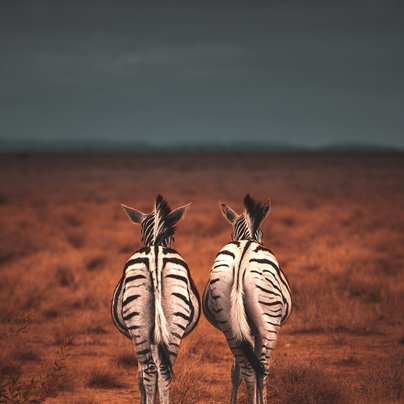 Zebres en Namibie