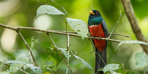 Oiseau dans le parc Darien au Panama