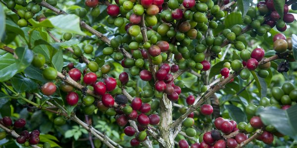 Plantation de café a Finca Lerida au Panama