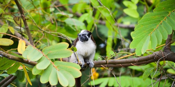 Singe au lac Gatun au Panama