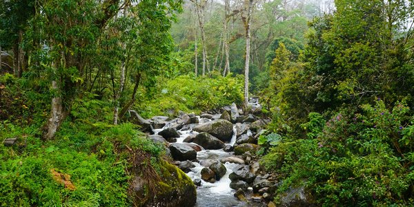 Parc national de La Amistad au Panama