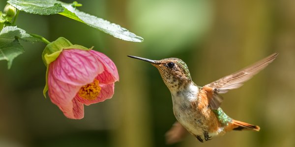 Oiseau dans le Parc la Amistad au Panama