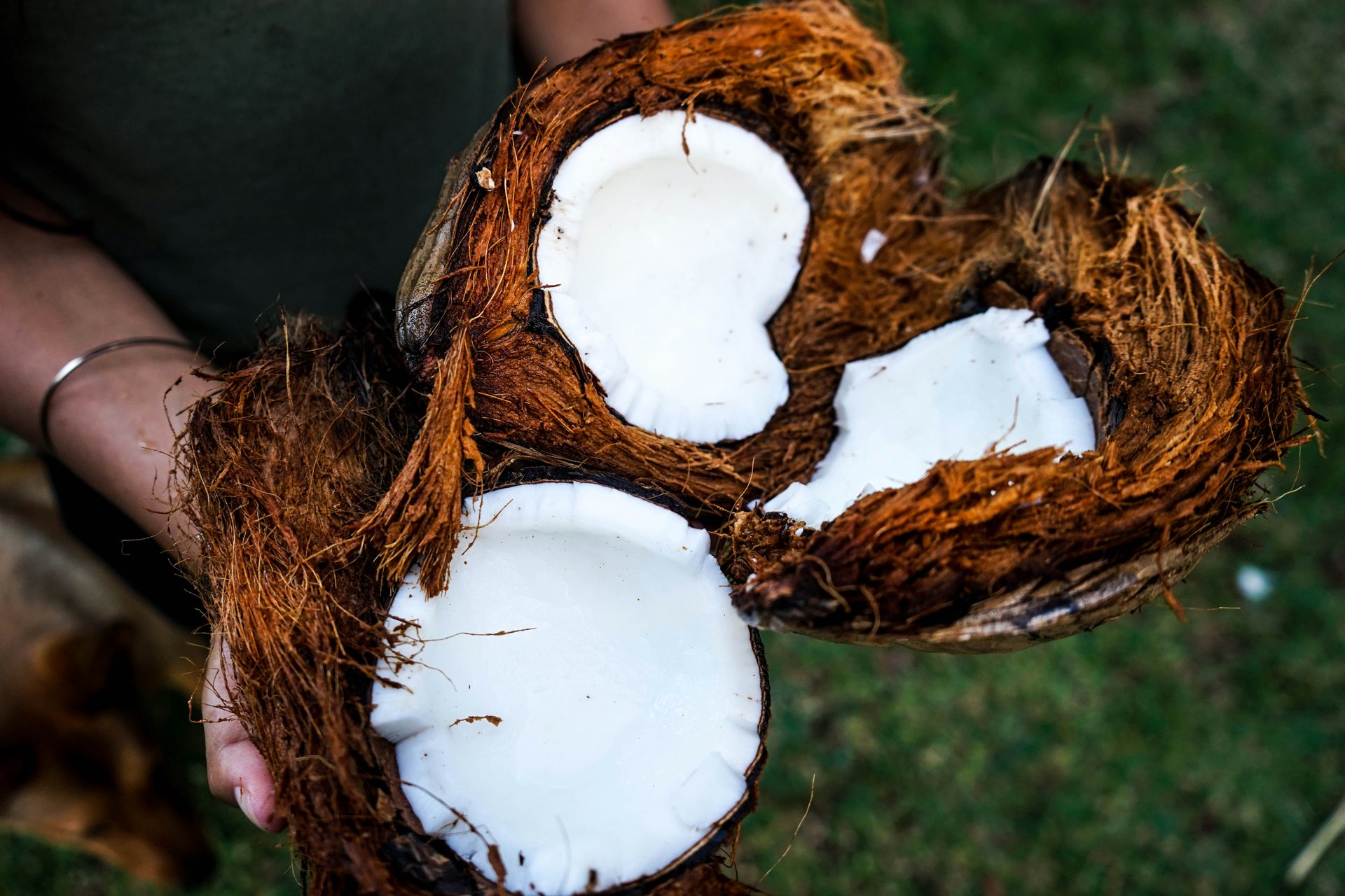 Noix de cocos a Ravine des cabris a la Reunion