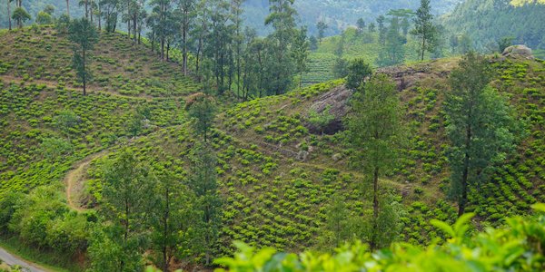 Plantation de the a Matale au Sri Lanka