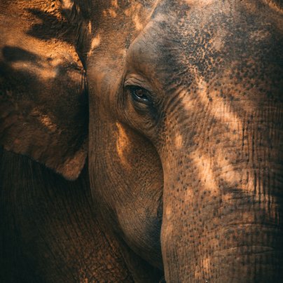 Elephant a Udawalawa au Sri Lanka