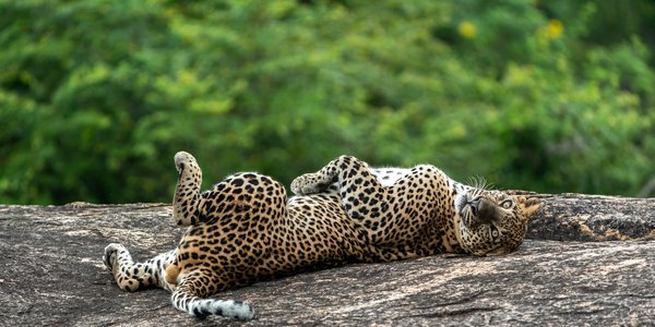 Parc national de Yala au Sri Lanka