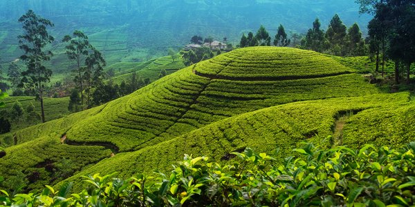 Sri Lanka plantation the Nuwara Eliya