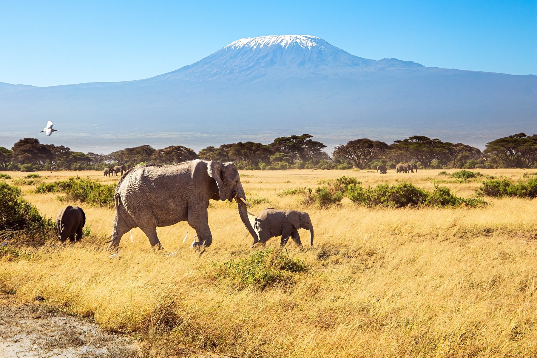 Elephants a Amboseli en Tazanie