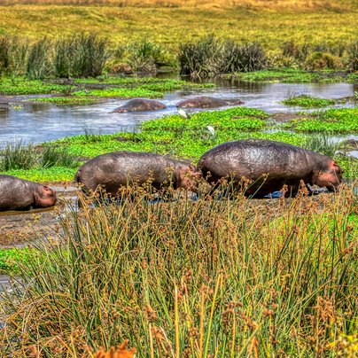 Hippopotames dans le Ngorongoro en Tanzanie