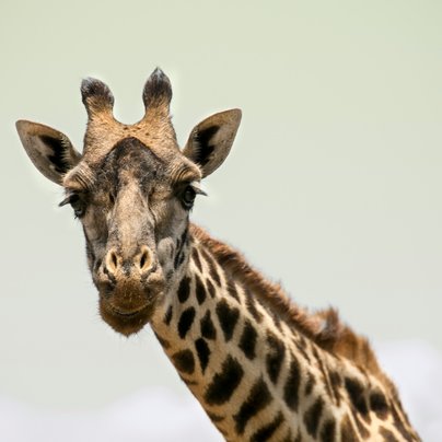Girafe dans le Serengeti en Tanzanie