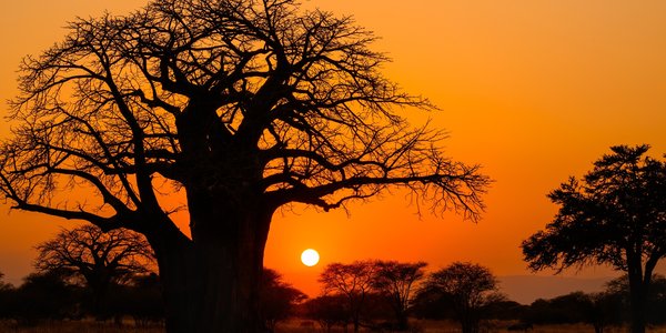 Tarangire et ses baobabs en Tanzanie