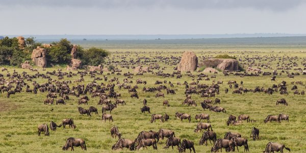 la grande migration des gnous en Tanzanie