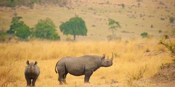 Safari dans le Serengeti