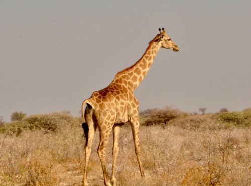 Souvenir du voyage de Johanna, Namibie