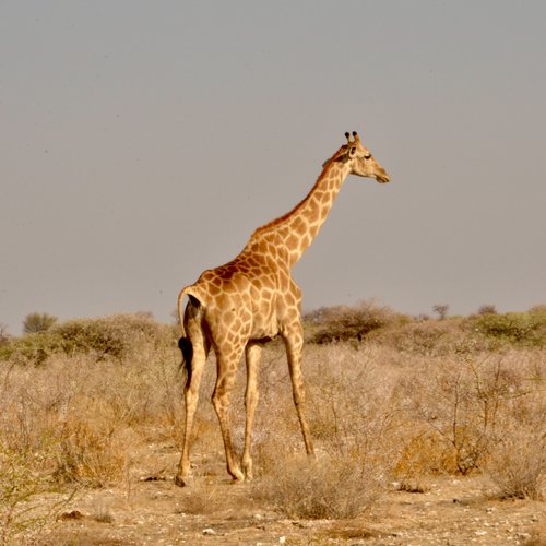 Souvenir du voyage de Johanna, Namibie