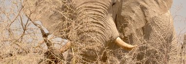 Souvenir du voyage de Johanna, Namibie