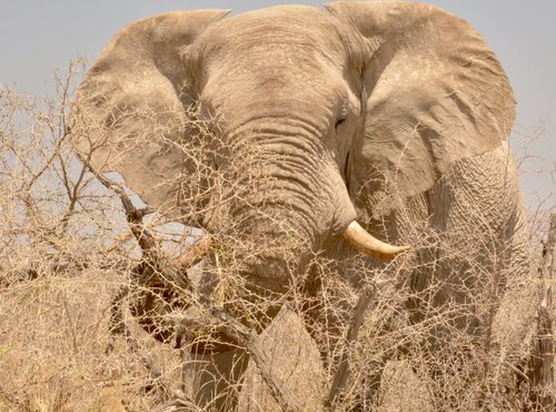 Souvenir du voyage de Johanna, Namibie