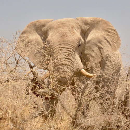 Souvenir du voyage de Johanna, Namibie