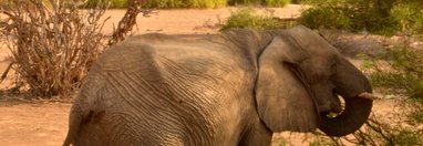 Souvenir du voyage de Johanna, Namibie