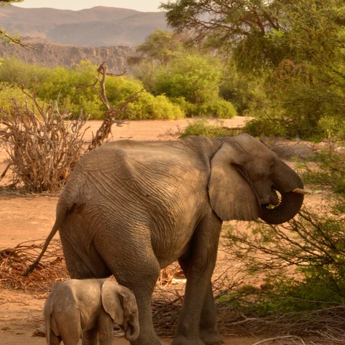 Souvenir du voyage de Johanna, Namibie