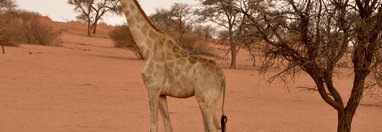 Souvenir du voyage de Johanna, Namibie